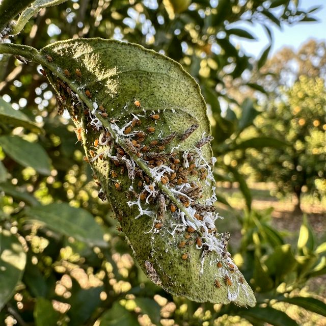 Insecticidal Soap for Tomatoes